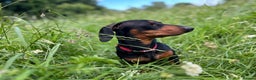Dachshund dogs for stud: Male Black and Tan daschund  - Advert 6