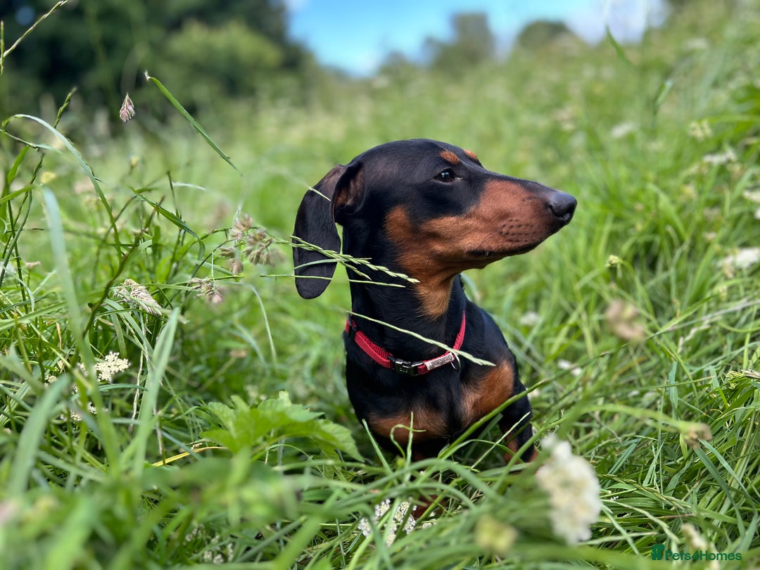 Dachshund dogs for stud: Male Black and Tan daschund  - Advert 6