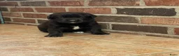 Labrador Retriever dogs for sale: 8 labrador puppies  in Sandbach - Advert 3