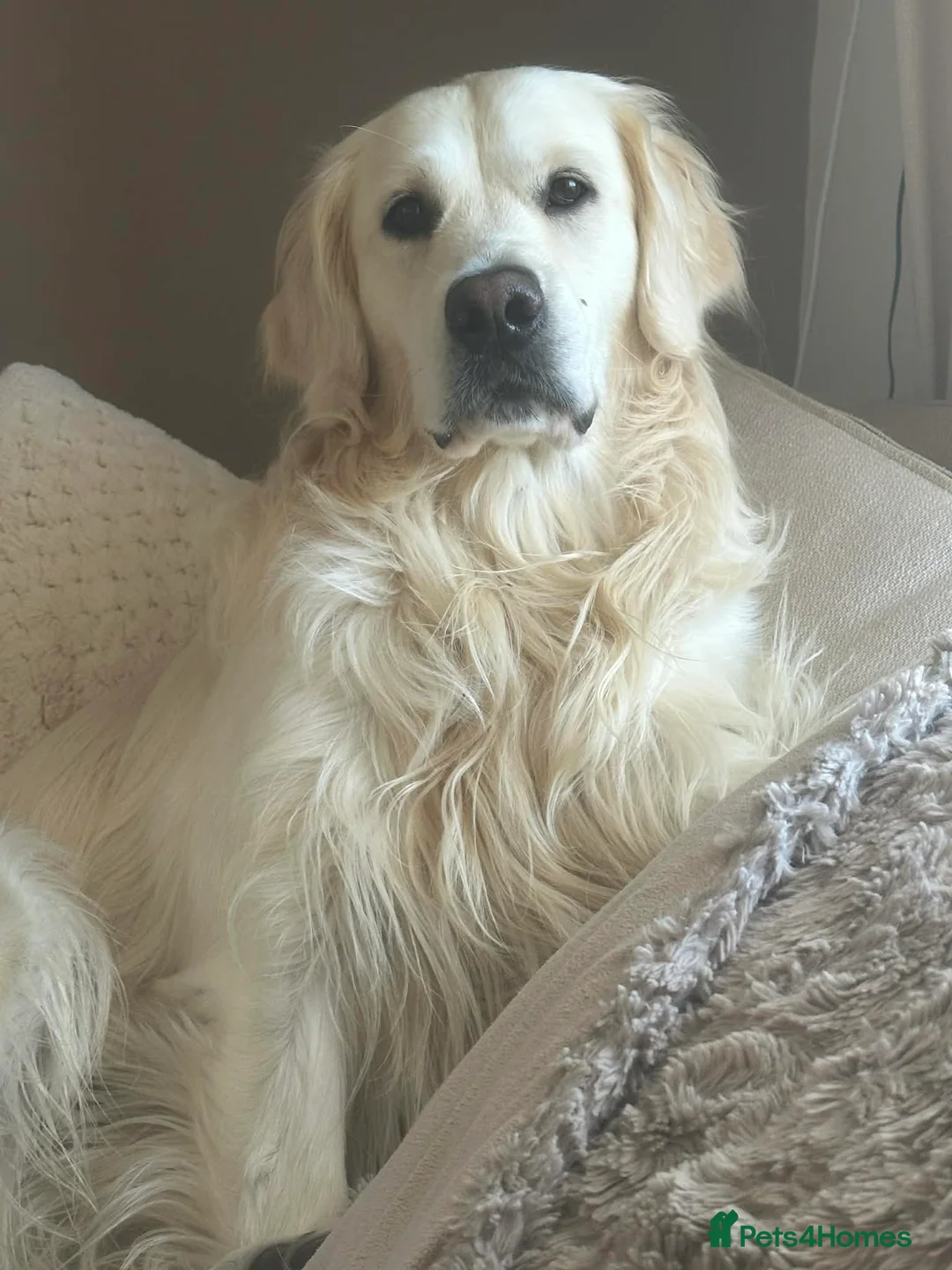 Goldador dogs for sale: Stunning Goldador Litter expected - Advert 2