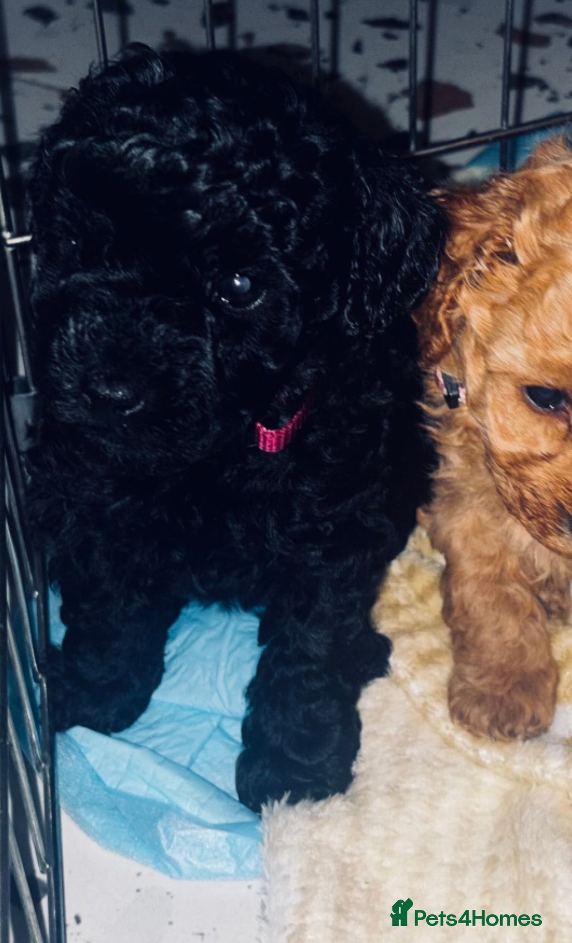 Cavapoo dogs **Last Two** Available F1b Toy Cavapoo pups - Advert 1