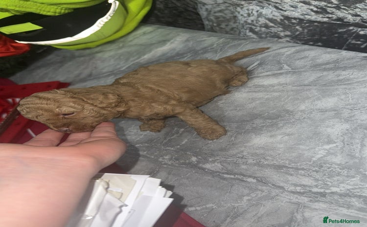 Toy Poodle dogs Toy poodle puppies  - merle bloodline  - Advert 1