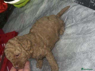 Toy Poodle dogs Toy poodle puppies - merle bloodline - Advert 3