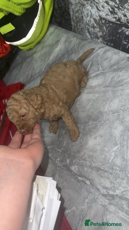 Toy Poodle dogs Toy poodle puppies - merle bloodline - Advert 2