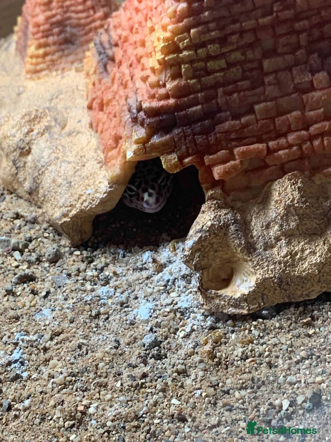 Gecko reptiles for sale: I am selling my gecko in Hamilton - Advert 3