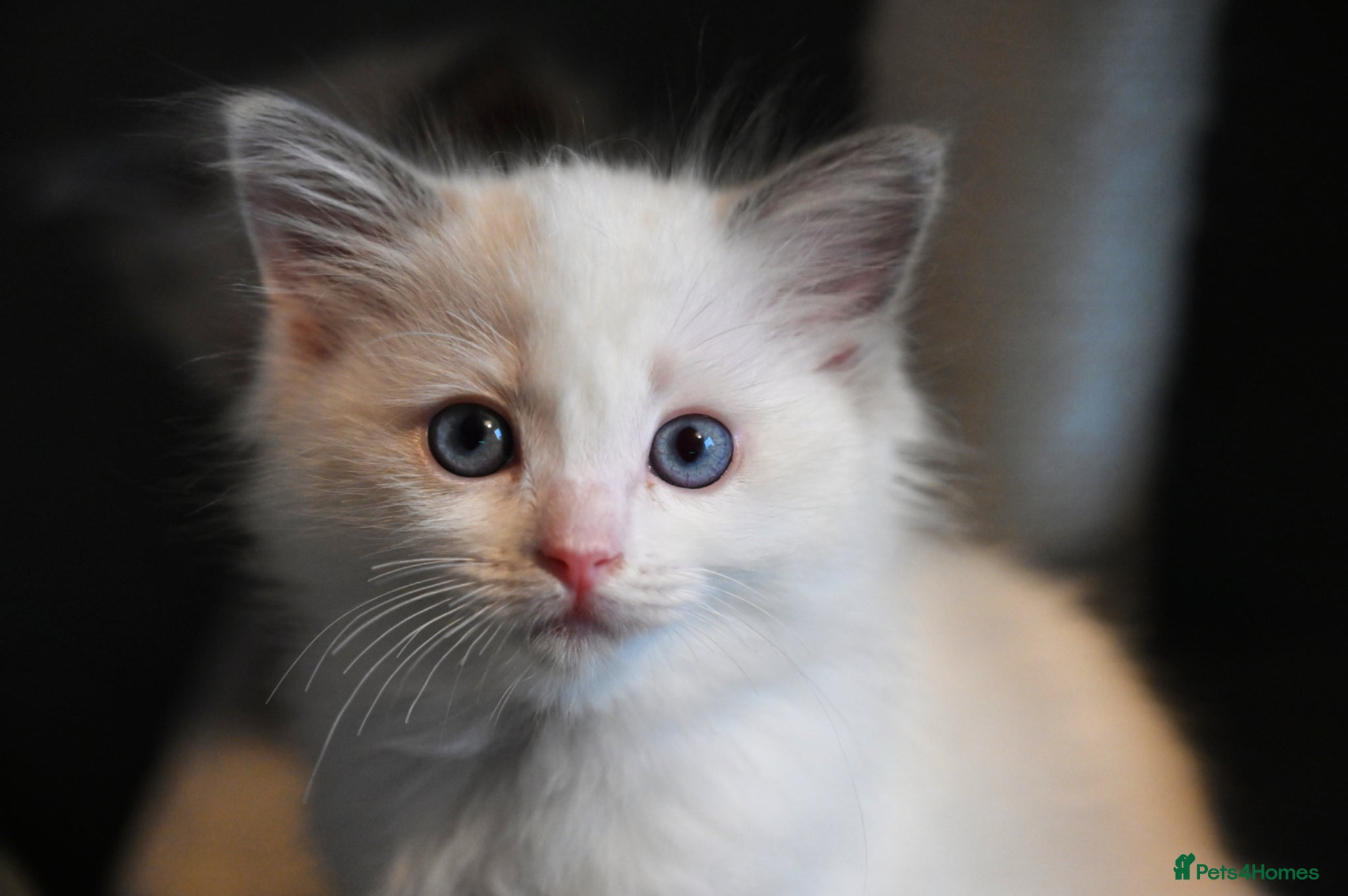 Ragdoll cats TICA reg Ragdoll – Blue Bicolour girl remaining - Advert 14