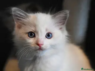 Ragdoll cats TICA reg Ragdoll – Blue Bicolour girl remaining - Advert 14