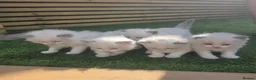 Ragdoll cats for sale: 💫Stunning Ragdoll Kittens 💫 - Advert 2