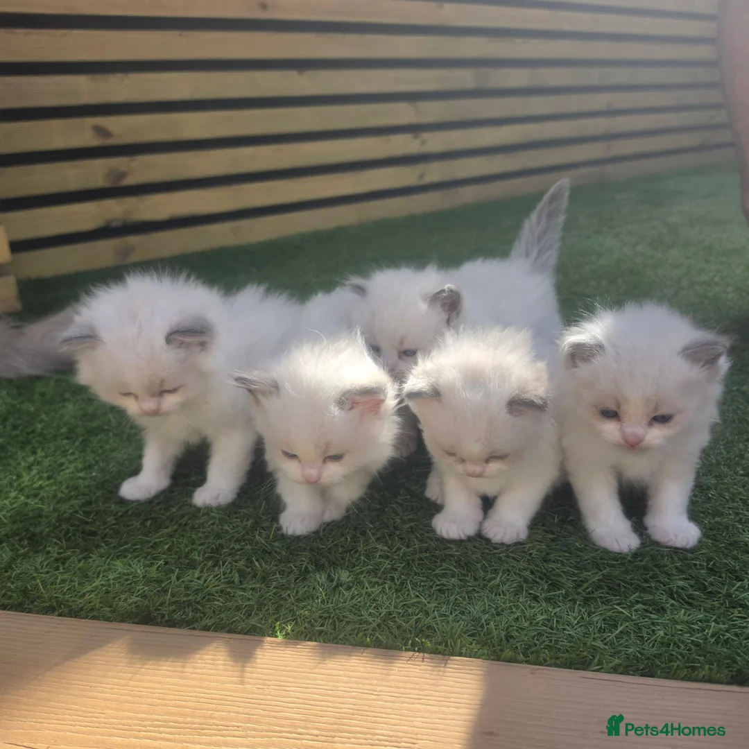 Ragdoll cats for sale: 💫Stunning Ragdoll Kittens 💫 - Advert 2