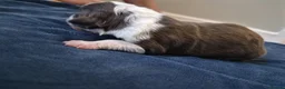 Border Collie dogs for sale: Border Collie puppies in Manchester - Advert 13