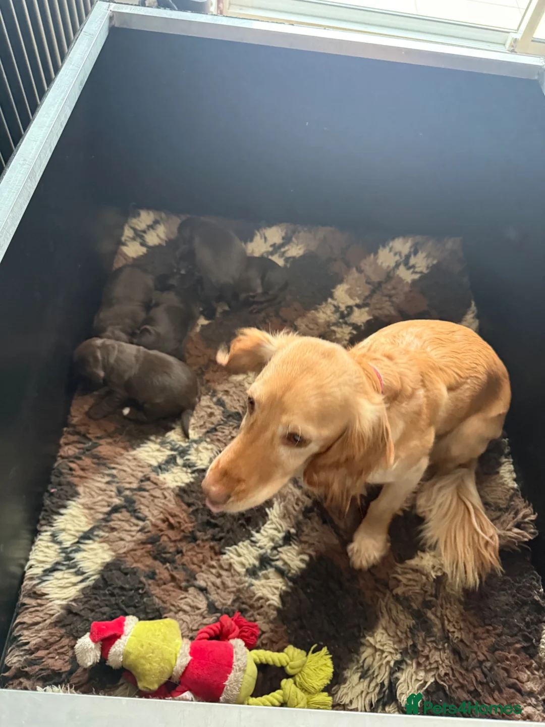 Cocker Spaniel dogs for sale: Cocker spaniel puppies health tested  - Advert 7