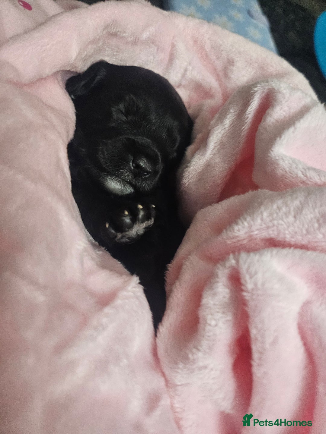 Cavapoo dogs for sale: Gorgeous F1b Toy Cavapoo Babies   - Advert 25