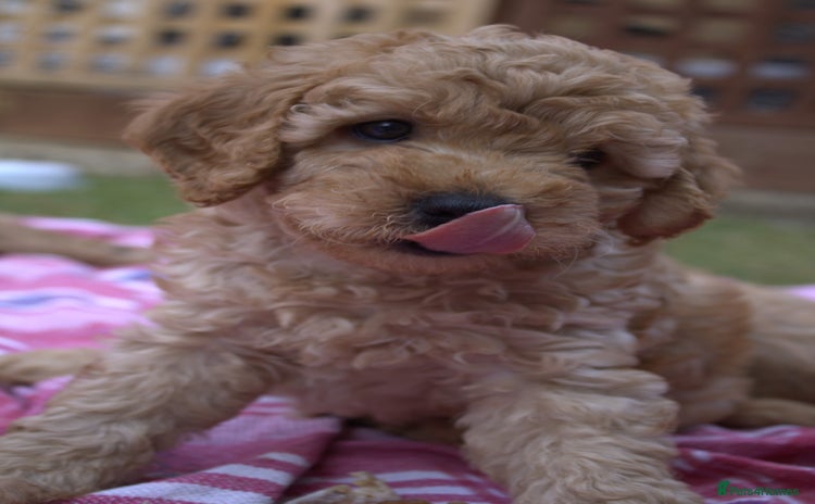 Mixed Breed dogs - Advert 2