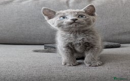 Russian Blue cats for sale: Russian blue babies looking for FOREVER homes - Image 18