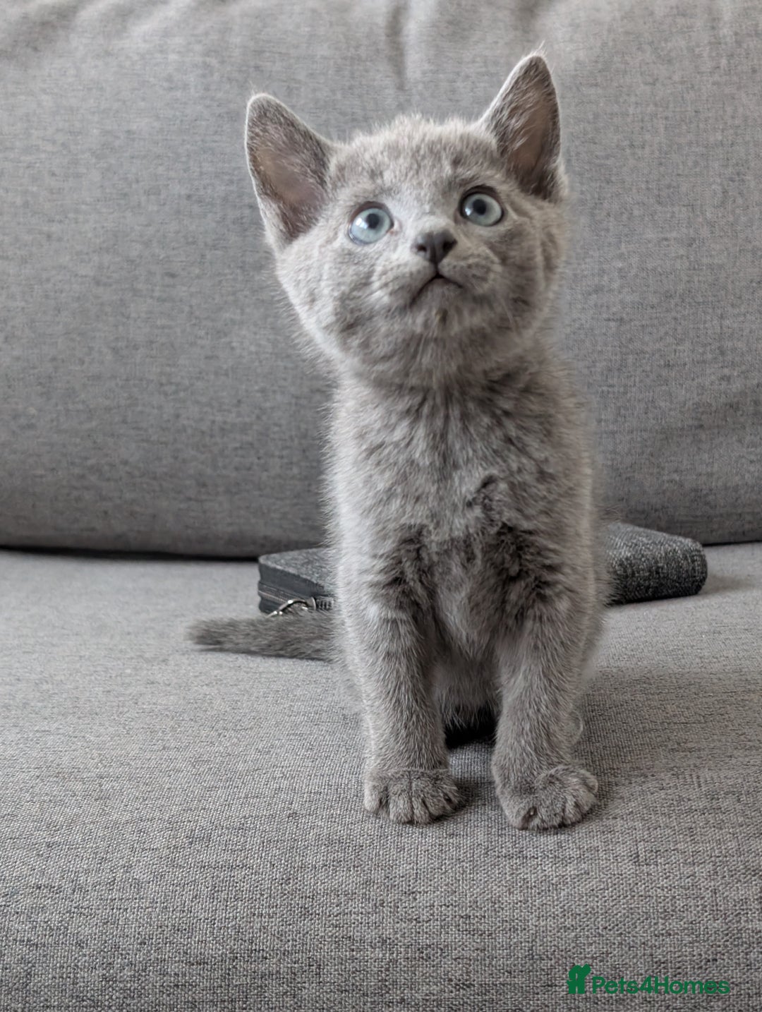 Russian Blue cats for sale: Russian blue babies looking for FOREVER homes - Image 18