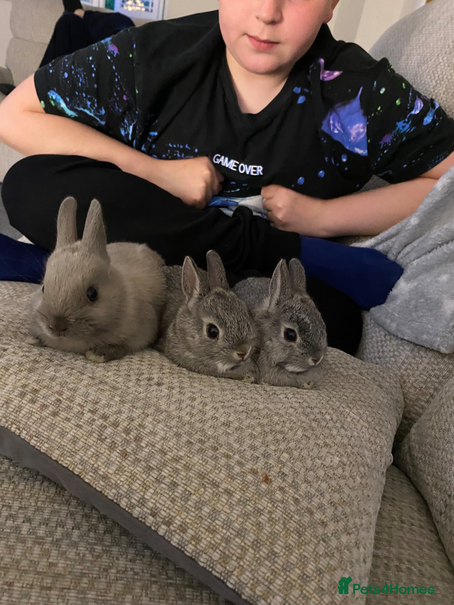 Netherland Dwarf rabbits Beautiful Netherland dwarf baby bunnies  - Advert 4