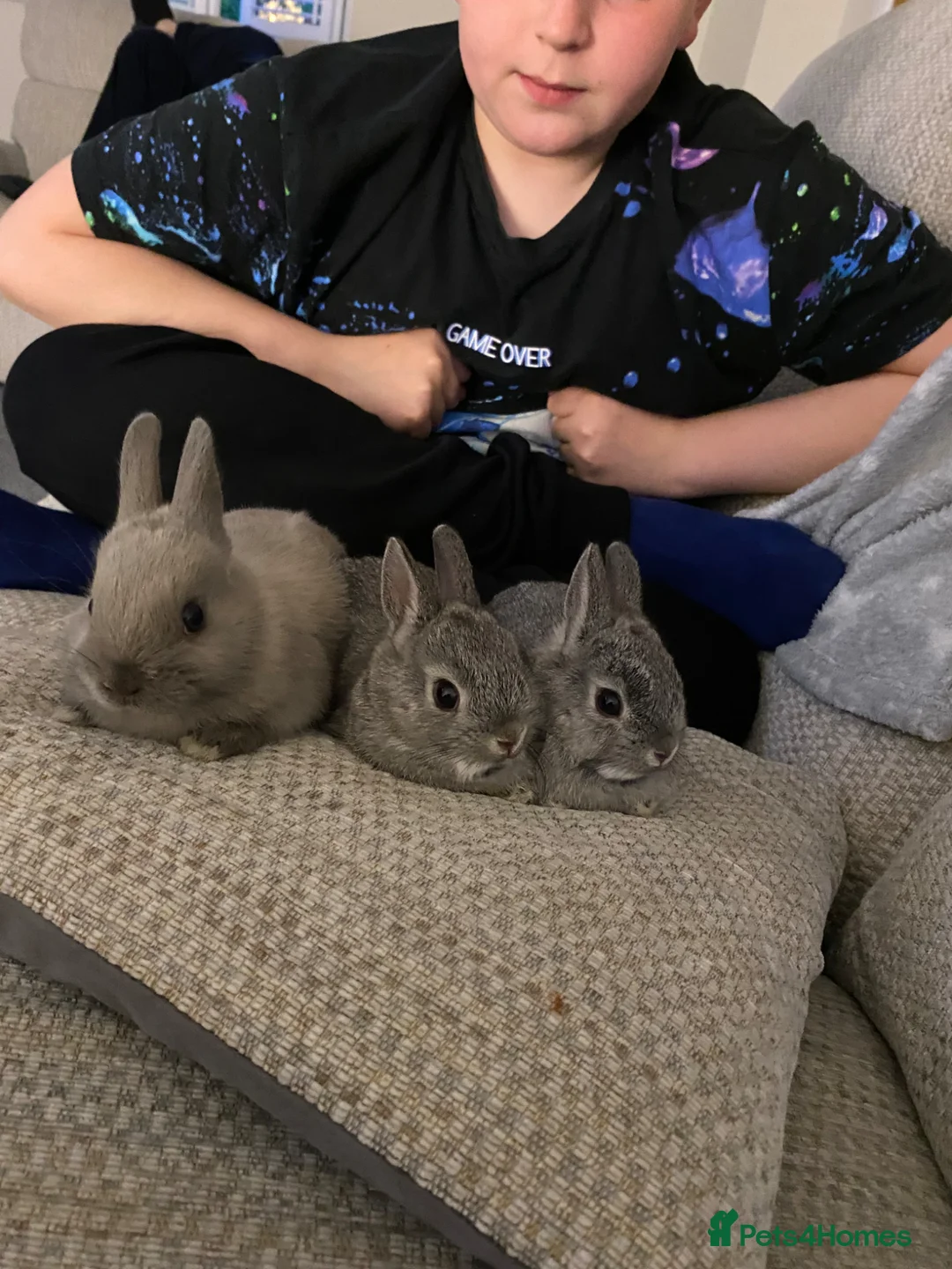 Netherland Dwarf rabbits for sale: Beautiful Netherland dwarf baby bunnies  - Advert 1