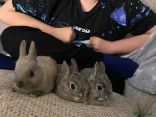 Netherland Dwarf rabbits Beautiful Netherland dwarf baby bunnies - Advert 11