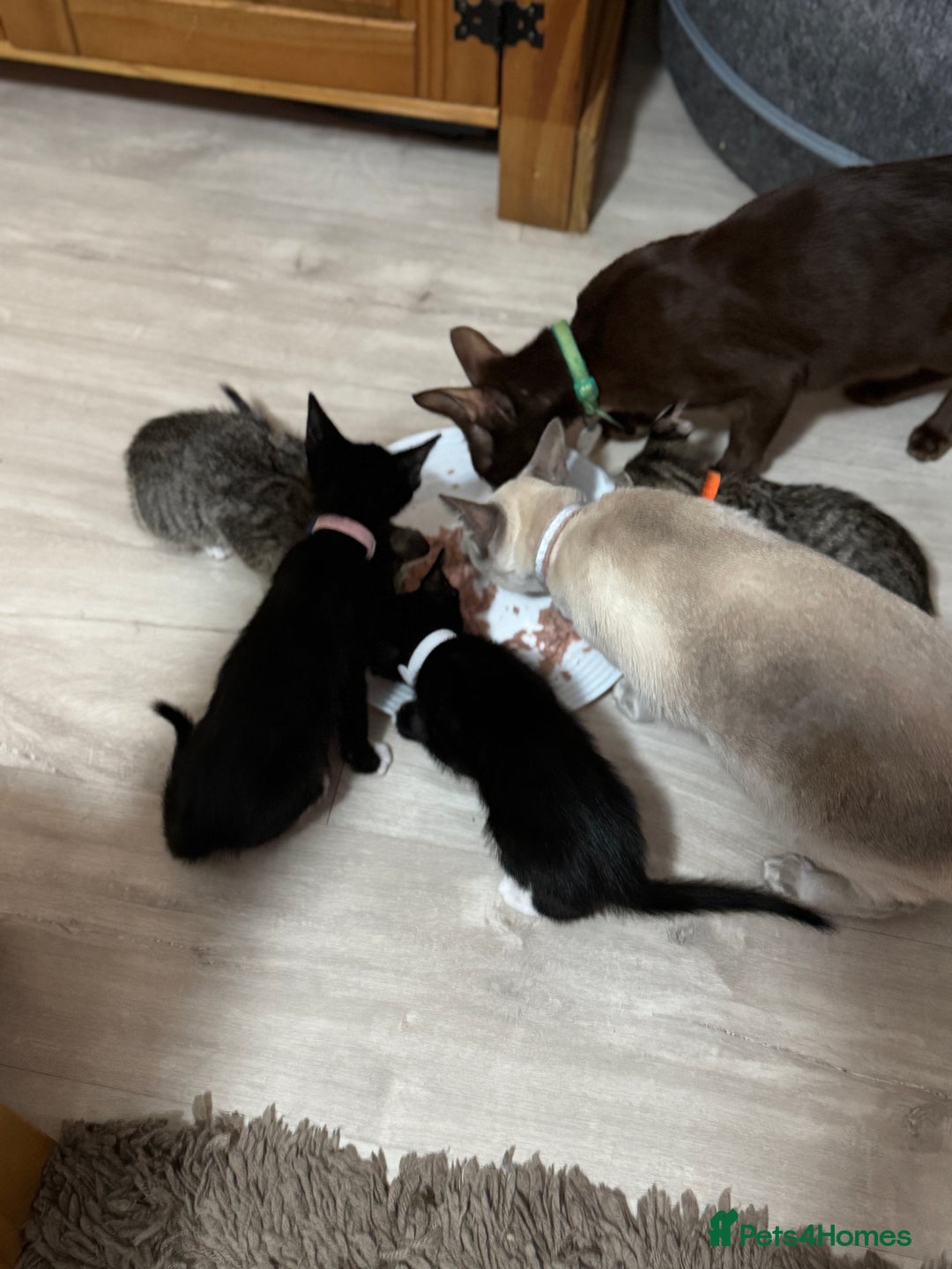 Mixed Breed cats for sale: Sweet kittens for sale  - Advert 11