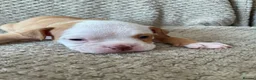Mixed Breed dogs for sale: 3/4 English bulldog 1/4 American bulldog  - Advert 8