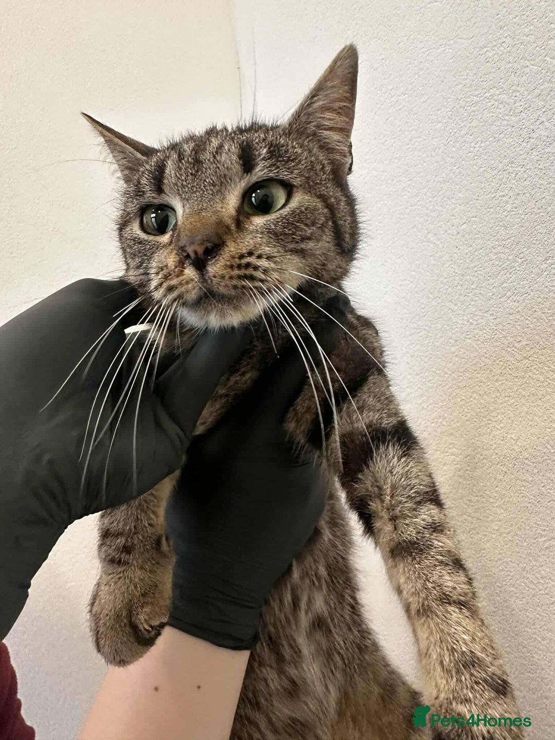 Mixed Breed cats for adoption: Moon for adoption - Advert 5