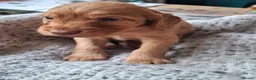 Cockapoo dogs for sale: F1b Cockapoo puppies - Advert 14