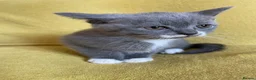 British Shorthair cats for sale: British shorthair girl - Advert 2