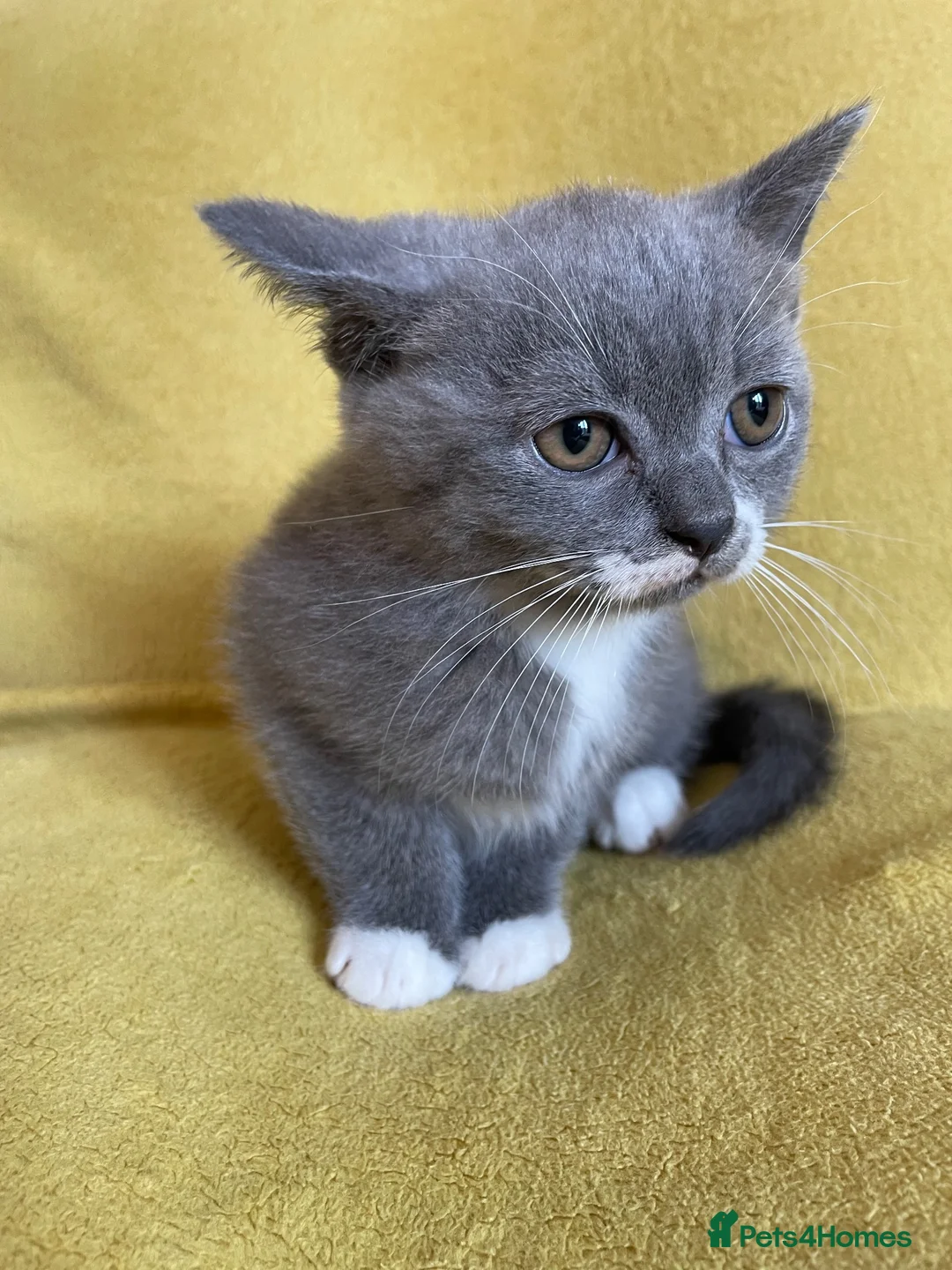 British Shorthair cats for sale: British shorthair girl - Advert 2