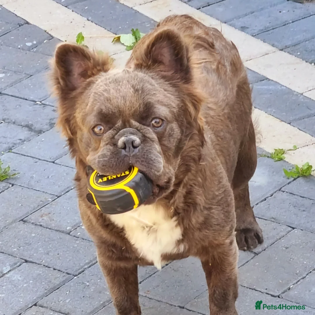 French Bulldog dogs for sale: Fluffy french bulldog puppies - Advert 2