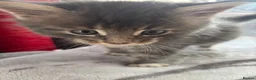 Maine Coon cats for sale: Maine coon kittens - Advert 25