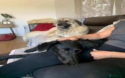 Mixed Breed dogs for adoption: TEDDY - Romanian Carpathian Shepherd Dog - Image 8