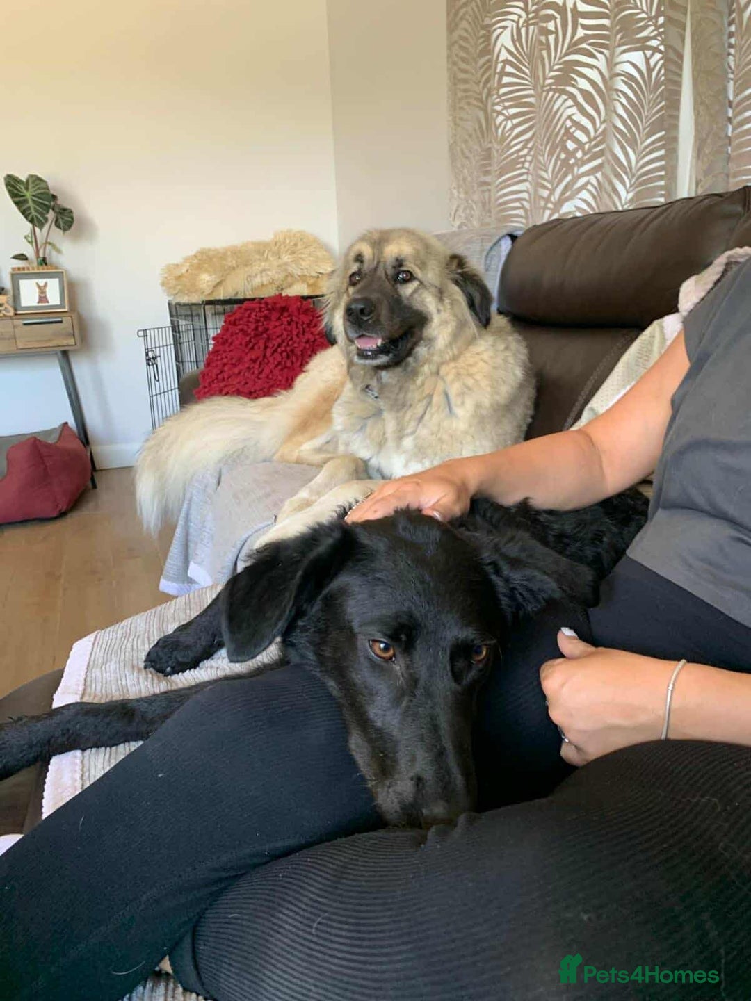 Mixed Breed dogs for adoption: TEDDY - Romanian Carpathian Shepherd Dog - Image 8