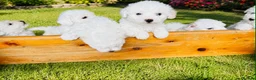 Bichon Frise dogs for sale: BICHON FRISE - GIRL - Advert 1