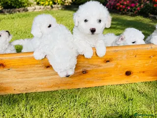 Bichon Frise dogs BICHON FRISE - GIRL - Advert 4