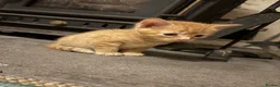 Mixed Breed cats for sale: Ginger boy kitten  - Advert 6