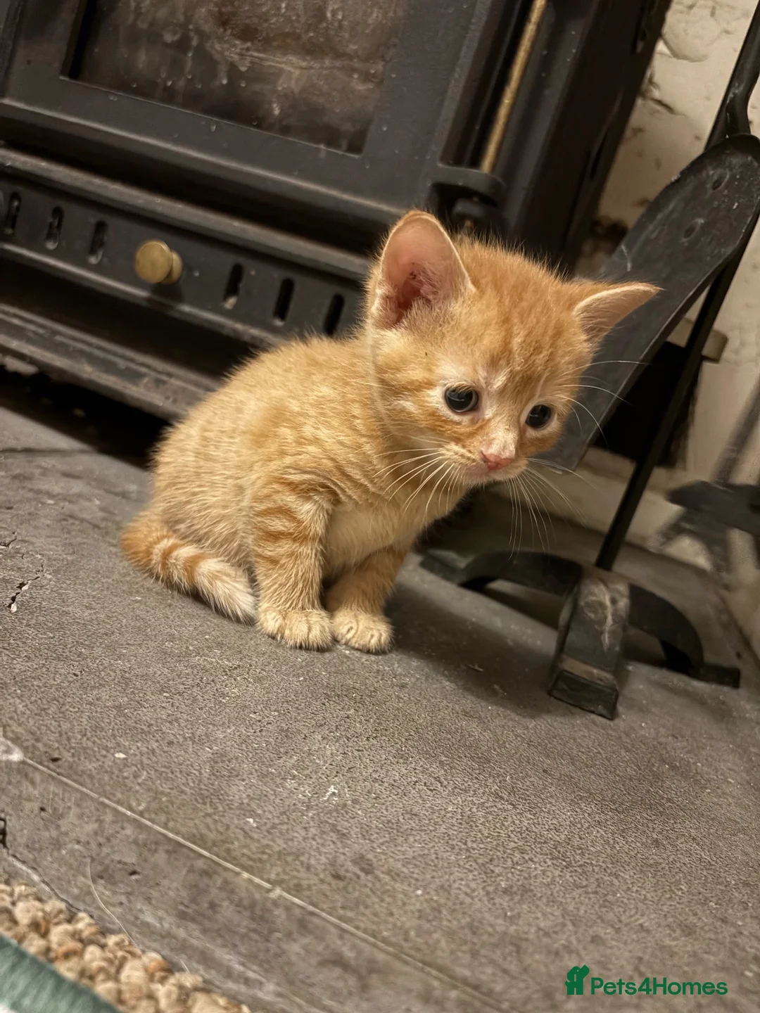 Mixed Breed cats for sale: Ginger boy kitten  - Advert 6