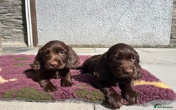 Sprocker dogs for sale: HEALTH TESTED cocker/springer spaniel puppies   - Image 19