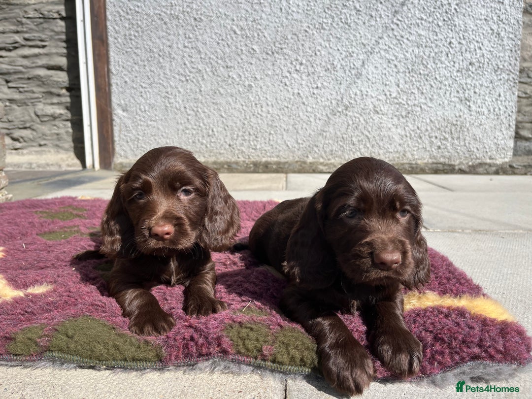 Sprocker dogs for sale: HEALTH TESTED cocker/springer spaniel puppies   - Image 19