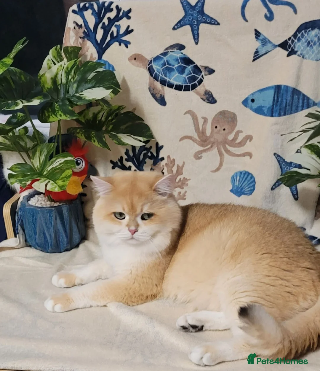 British Longhair cats for stud: Golden GCCF BSH stud with Longhair gene NY12  - Advert 2