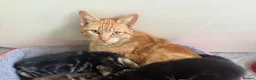 Mixed Breed cats for sale: Gorgeous kitten - Advert 3