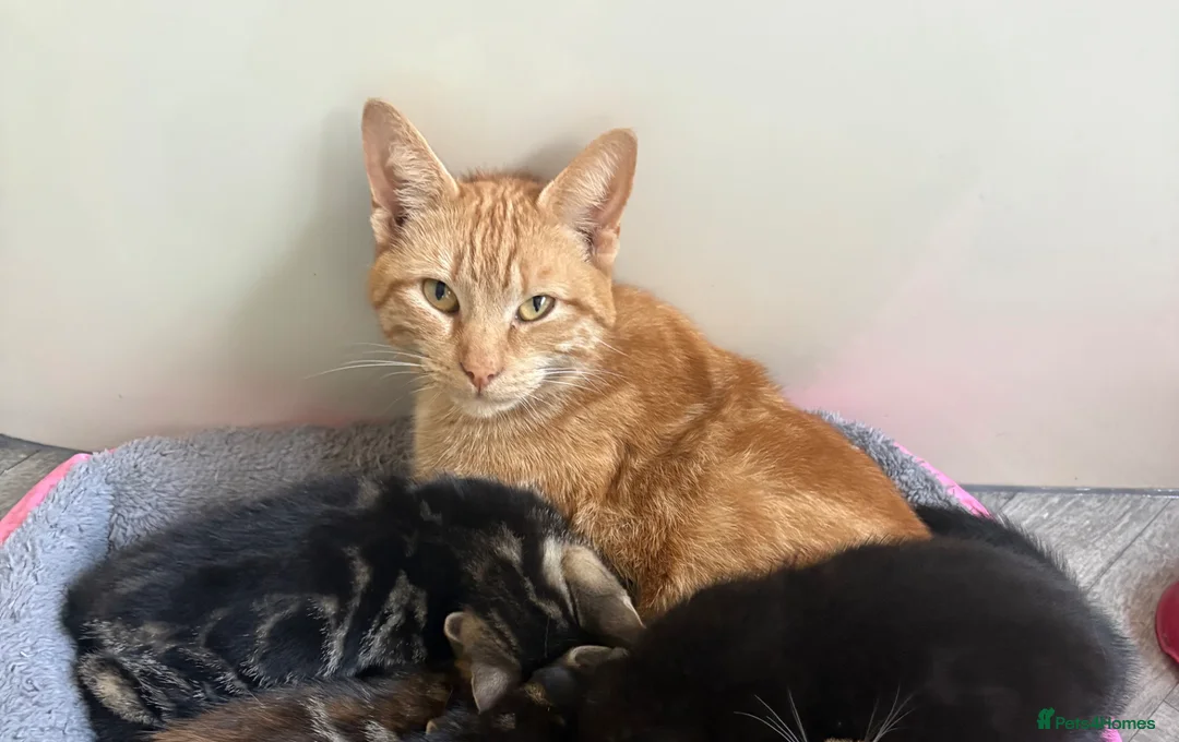 Mixed Breed cats for sale: Gorgeous kitten - Advert 3