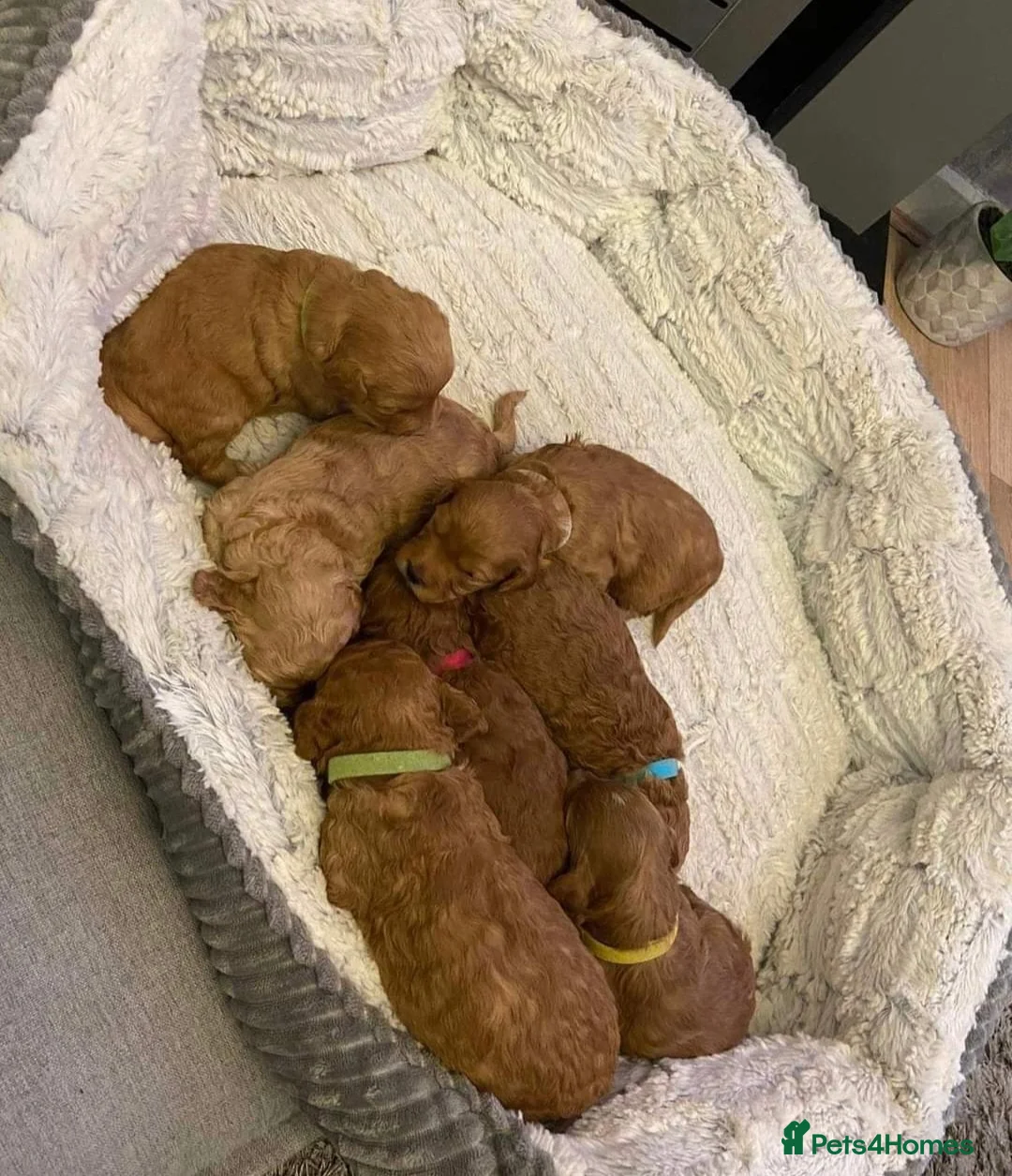 Miniature Poodle dogs for stud: Red Miniature Poodle Stud package Available  in Southampton - Advert 9