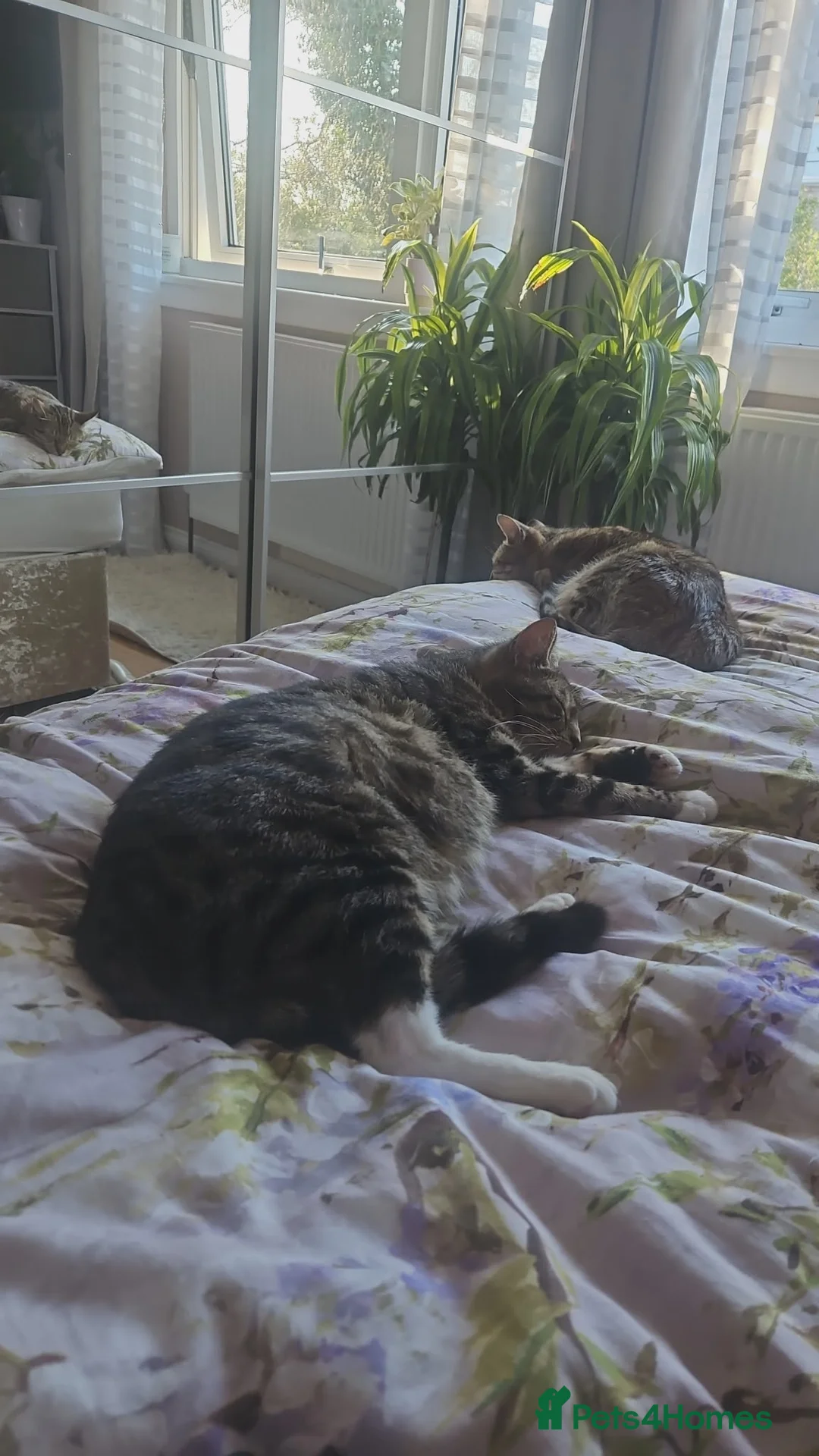 Mixed Breed cats for sale: Two gorgeous female kittens - Advert 2