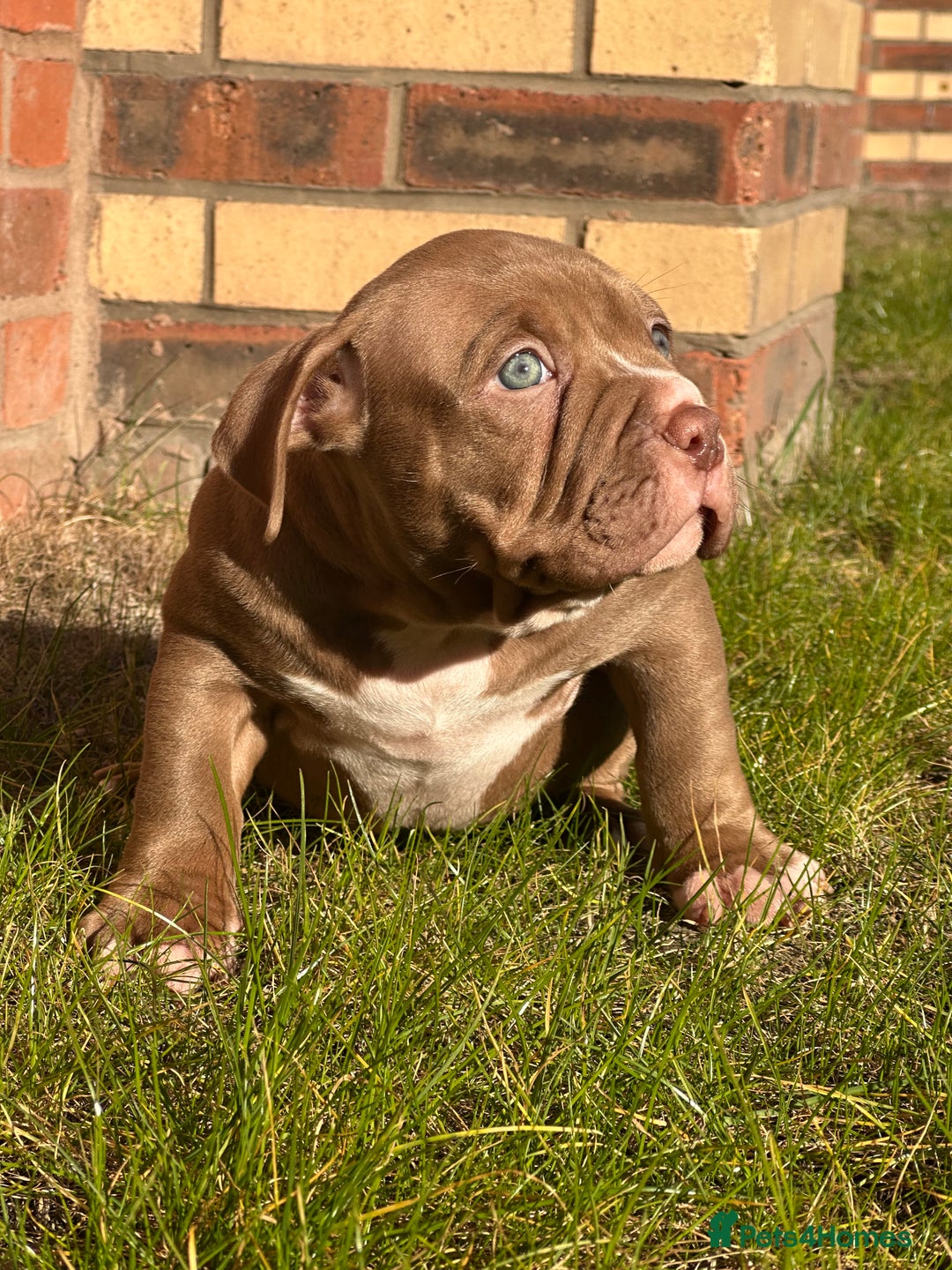Kennels Chocolate Red Nose Pitbull Puppies For Sale Bully Puppy