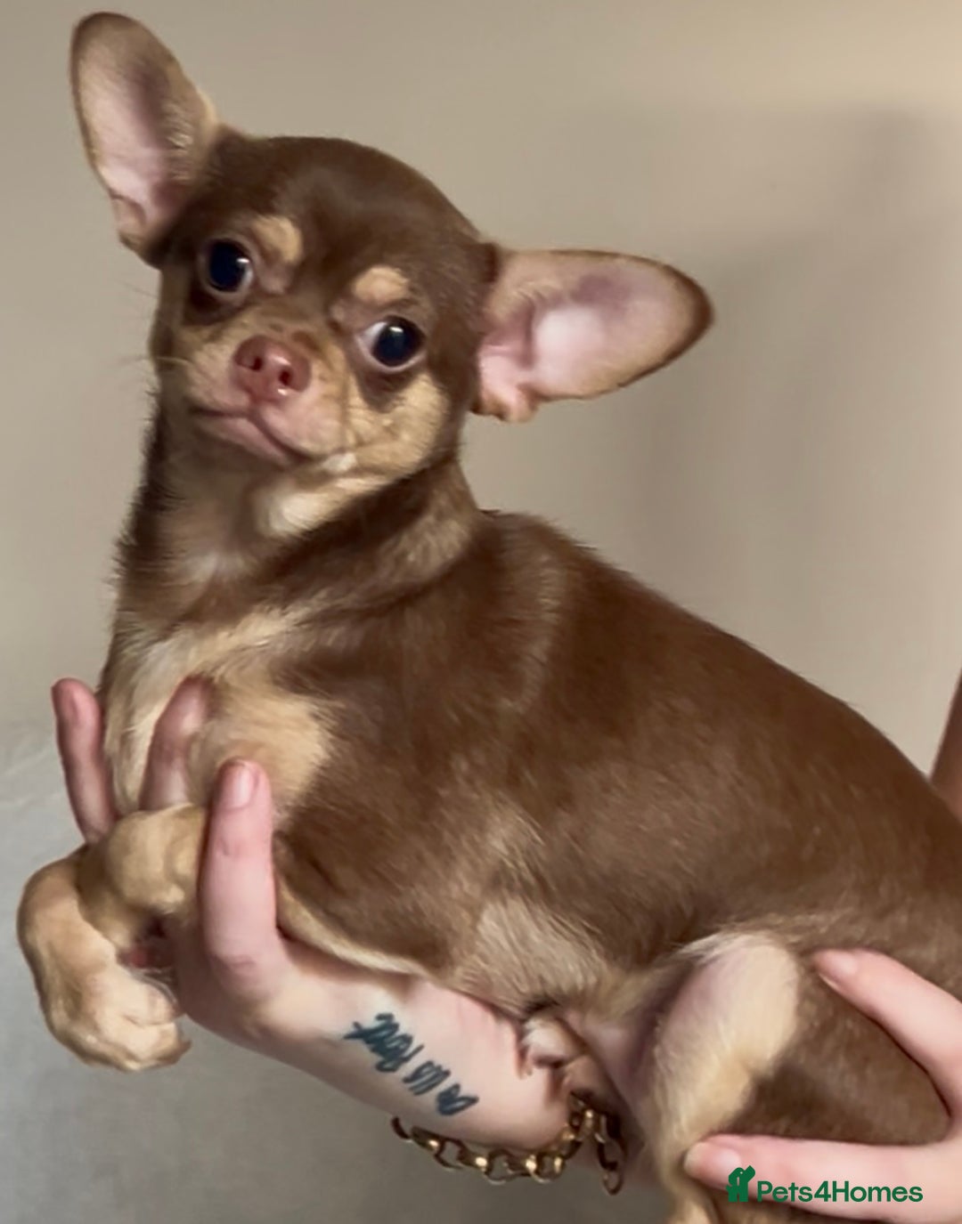 Chihuahua dogs for sale: Chihuahua 2 boys pups - Image 7