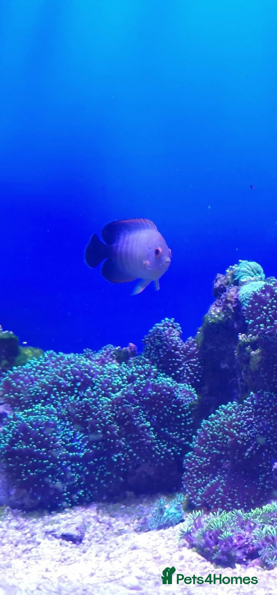 Angelfish fish Red stripe angle fish  - Advert 5