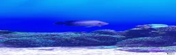 Angelfish fish for sale: Red stripe angle fish  in Oxford - Advert 3