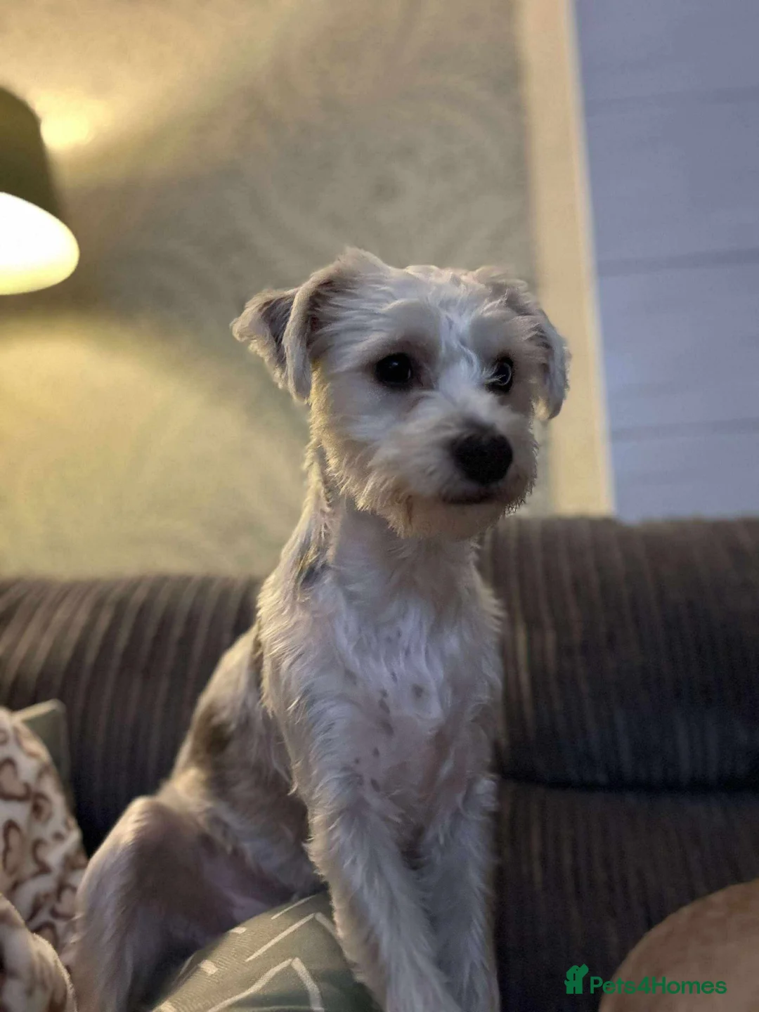 Mixed Breed dogs for sale: Dotty - Advert 7