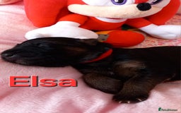 German Shepherd dogs for sale: Excellent Long-Haired German Shepherd Puppies-KC - Image 14