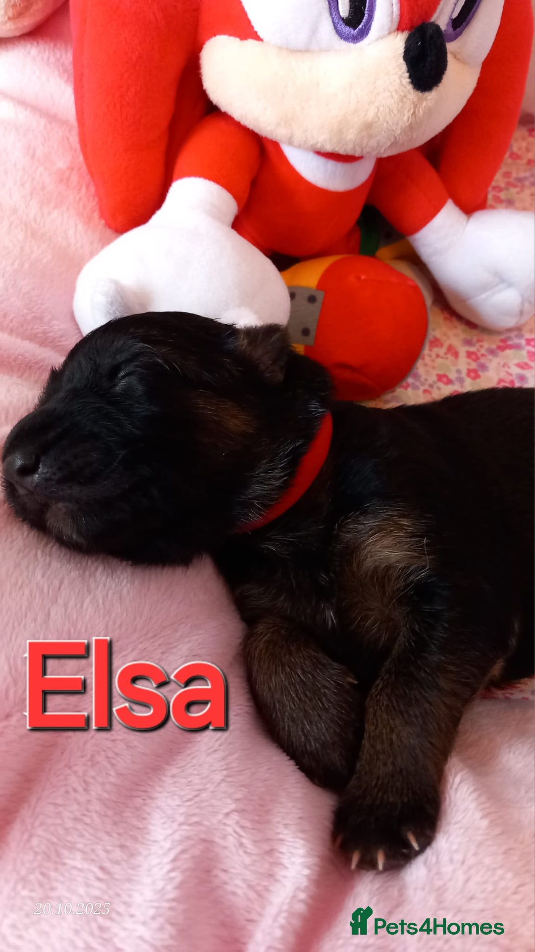 German Shepherd dogs for sale: Excellent Long-Haired German Shepherd Puppies-KC - Image 14